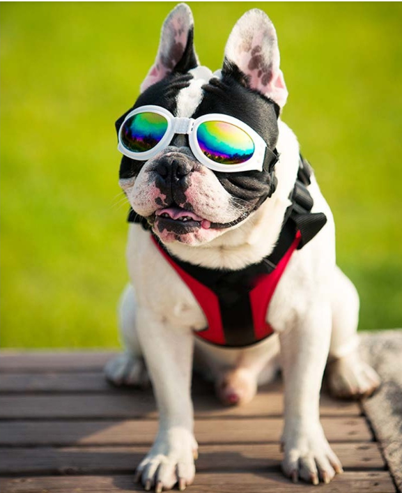 Gafas Perro Viaje Moto Proteje Luz Agua